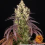 Насіння конопель Lemon Cherry Gelato від Barney's Farm
